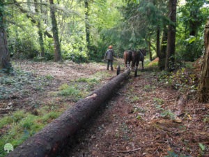 Un tronc de sitka est posé à même le sol et est tiré par un attelage d'ânes dans une forêt qui semble luxuriante mais difficile d'accès pour les véhicules motorisés