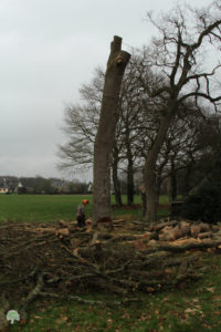 Une personne munie d'un casque et de différents outils travaille au pied d'un tronc d'arbre, un chêne, qui n'a plus aucune branche. Celles-ci semblent se trouver au sol. Visiblement, le tronc est sur le point d'être abattu.
