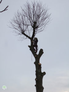 Un châtaignier moribond qui a été amputé de toutes ses branches sauf celles de la cime. Une personne est en train de grimper dedans avec du matériel de sécurité