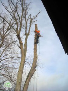 Une personne est suspendue en haut d'un tilleul qui est en train d'être démonté. On aperçoit la toiture d'un bâtiment qui semble très proche de l'arbre