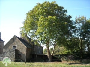 Un noyer bordé par un muret de pierres à proximité d'une maison en pierres et toiture ardoises. De la végétation est visible en arrière plan.