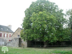 Un noyer bordé par un muret de pierres à proximité d'une maison en pierres et toiture ardoises. Le feuillage de l'arbre paraît inégalement réparti et des branches touchent le toit du bâtiment.