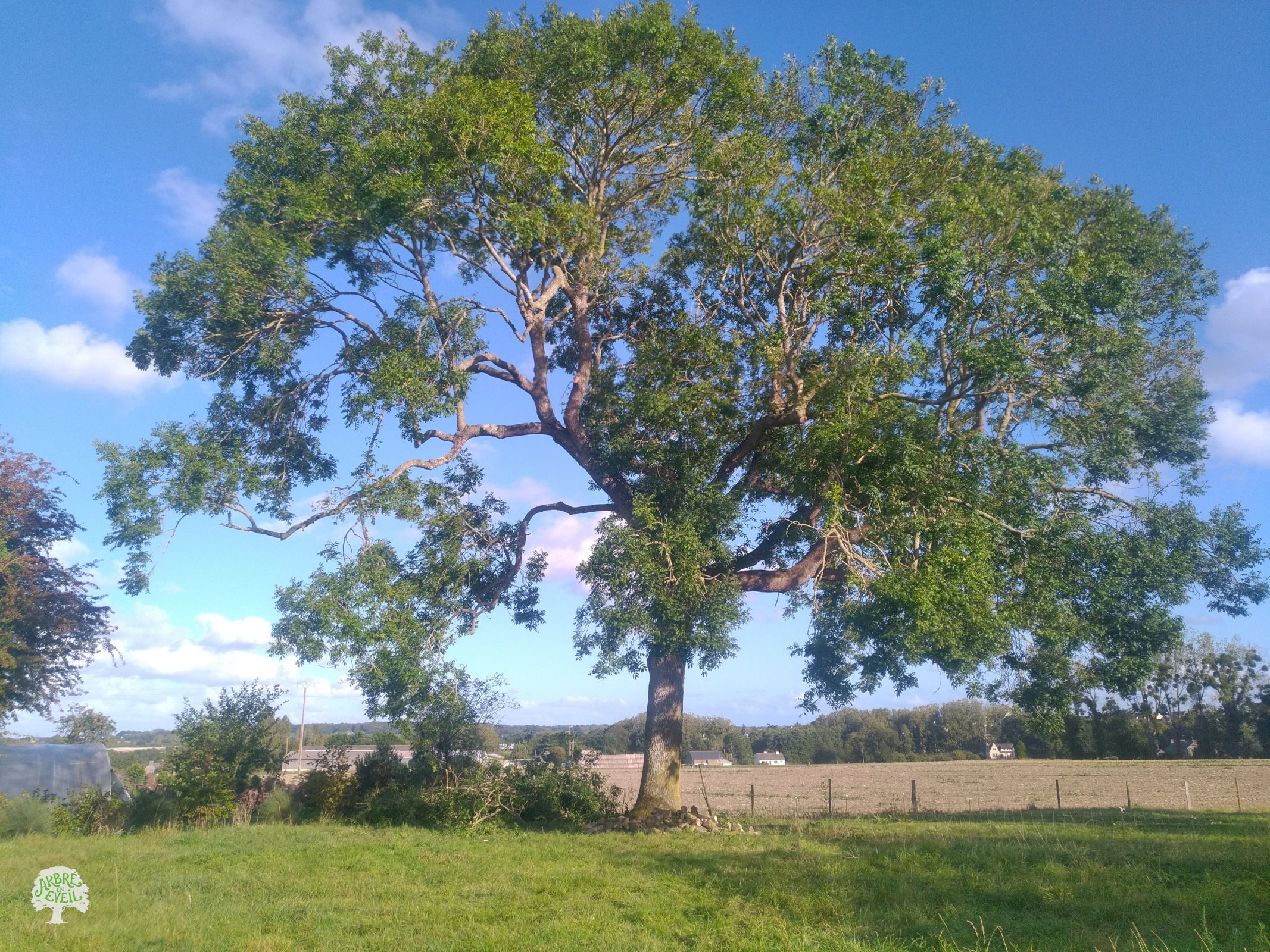 Photo d'un frêne en pleine campagne dont les branches se répandent de part et d'autre du tronc de façon relativement harmonieuse