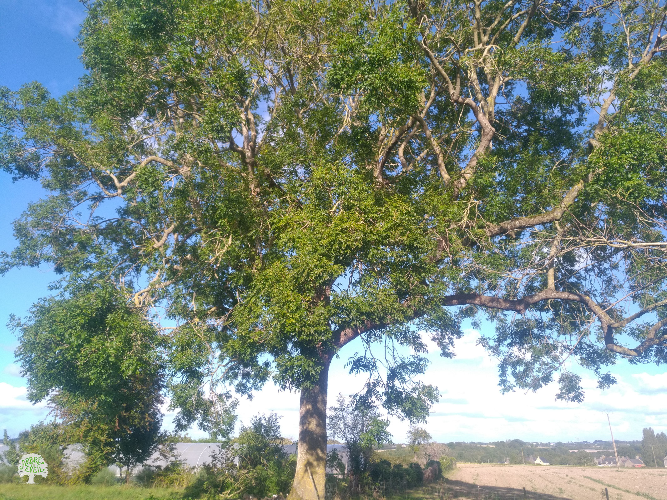 Photo d'un frêne dans la campagne. Ses branches semblent se mélanger et menacer de tomber. L'ensemble donne un arbre qui ne semble présenter aucun intérêt.