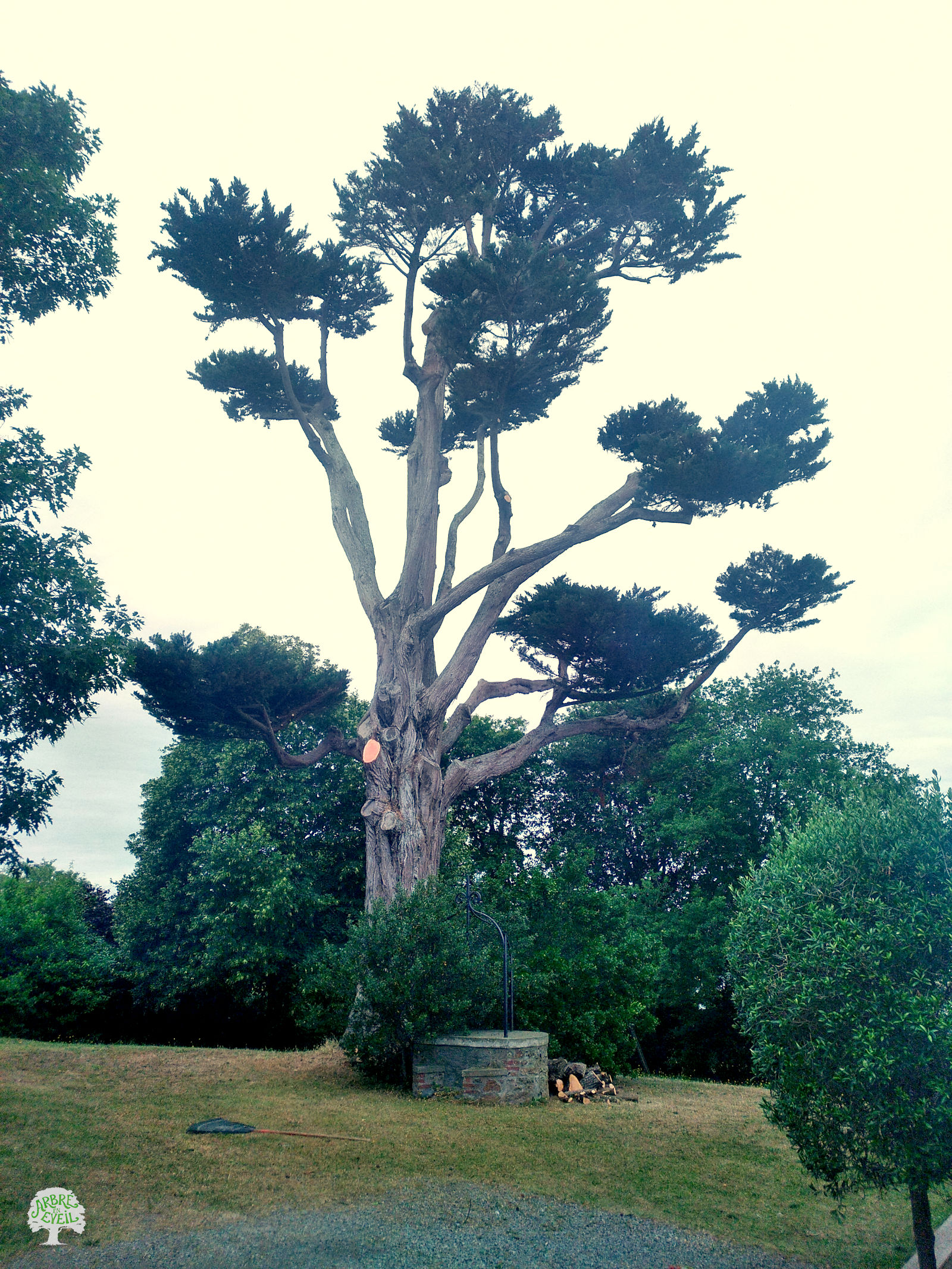 Photo d'un pin fraîchement taillé, on voit clairement où des branches ont été coupées. L'environnement est propre, avec beaucoup de buissons et d'arbustes bouchant le paysage