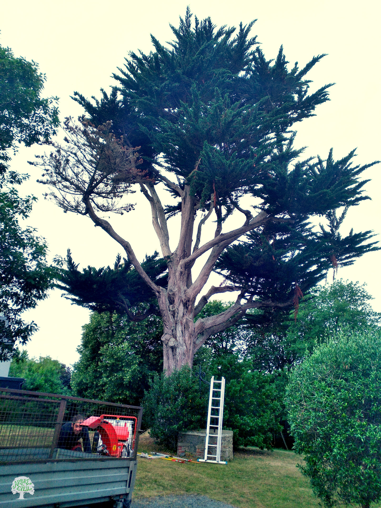 Photo d'un pin dont les branches s'enlacent de façon désordonnée. Beaucoup ce buissons et d'arbustes aux alentours, ainsi qu'un échelle appuyée contre un puits en pierre et une remorque à grille derrière laquelle un homme manipule ce qui semble être une broyeuse à végétaux