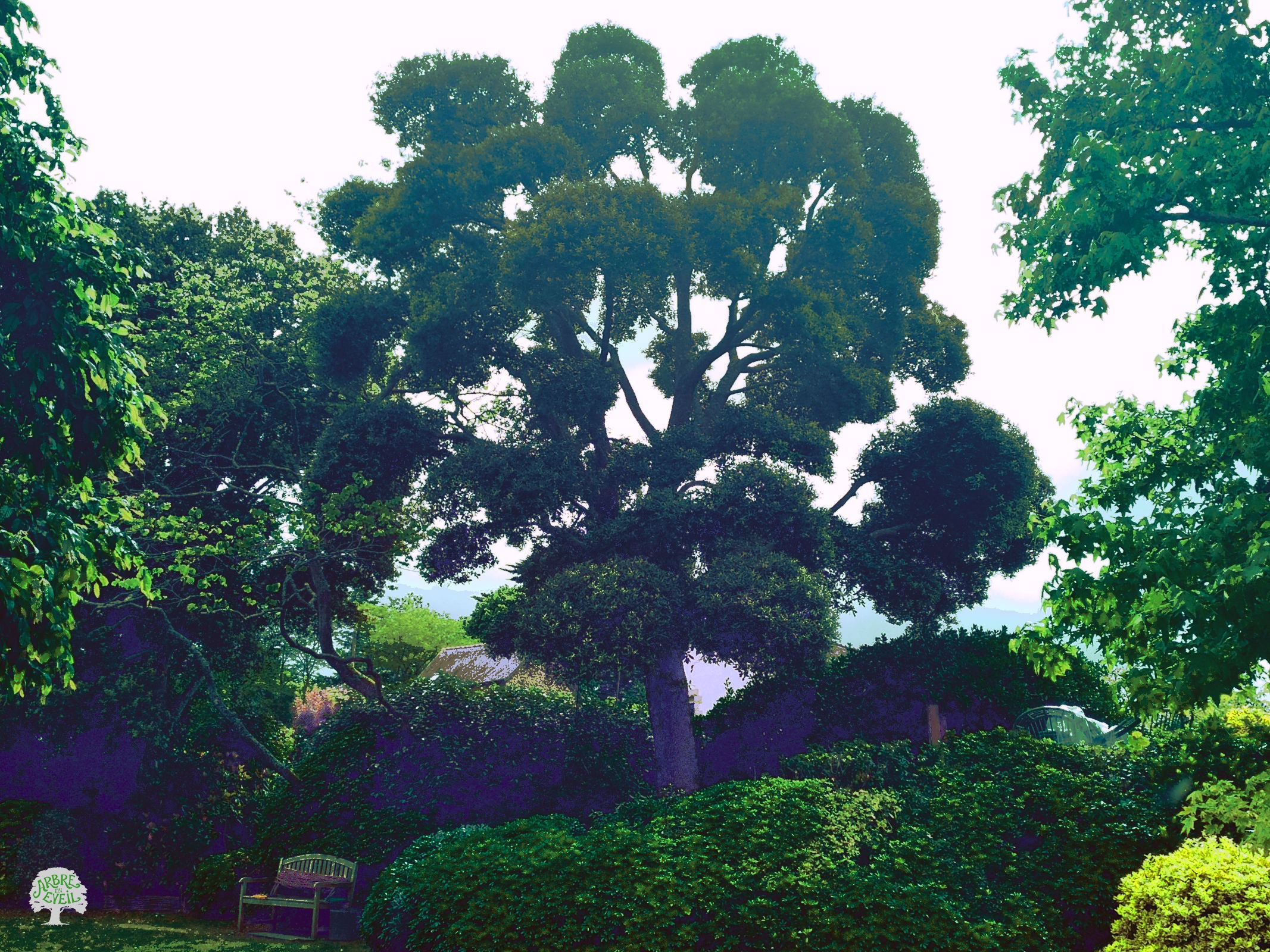 Un chêne vert pris avec un contre-jour ne permettant pas de refléter les couleurs réelles. L'arbre, entouré de buissons et d'arbustes, a été taillé d'une façon qui rappelle la taille japonaise