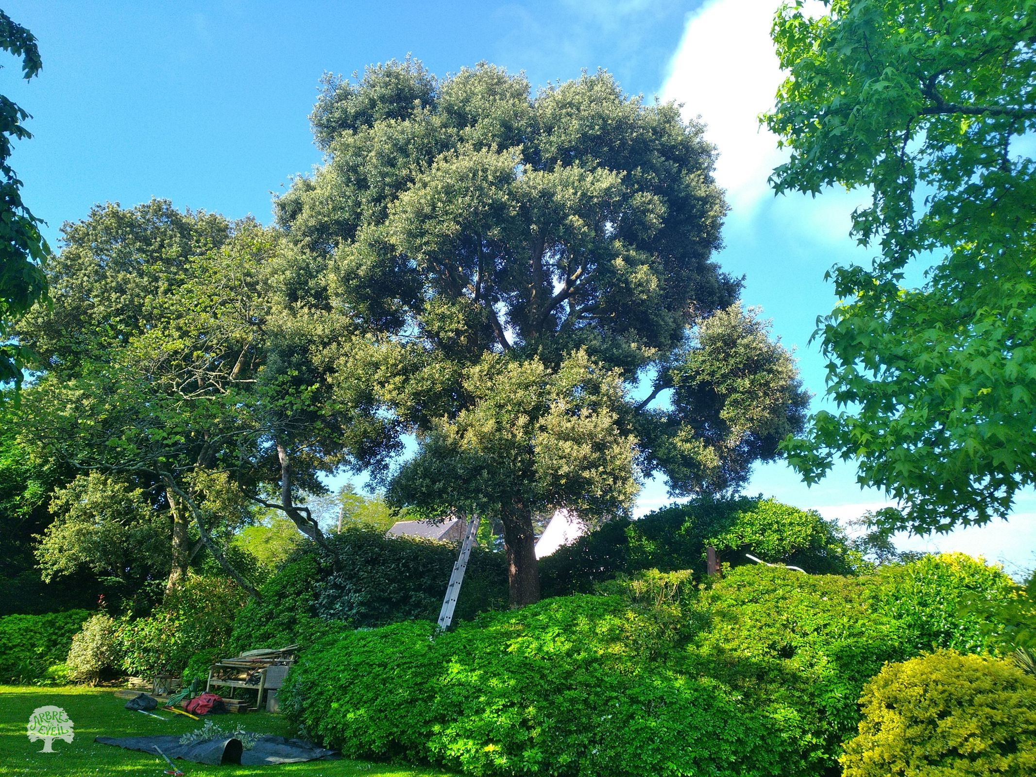 Un chêne vert dans un jardin ensoleillé, entouré de buissons et d'arbustes. Du matériel est entreposé en prévision d'une intervention. Les branches et les feuilles du chêne forment d'épaisses touffes anarchiques
