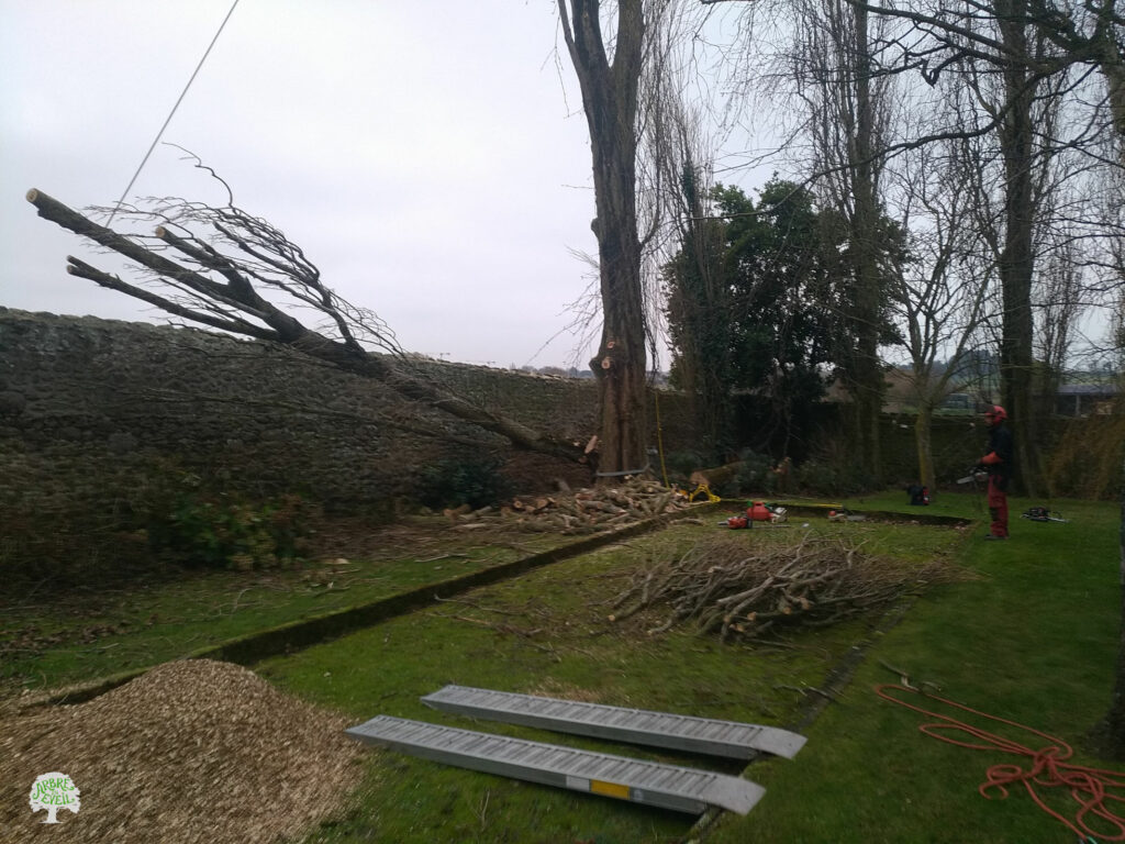 Dans un jardin particulier, à proximité d'un haut mur de pierres, une très grande branche d'un peuplier est en train d'être descendue de l'arbre. Sa chute semble retenue par un système de codes.