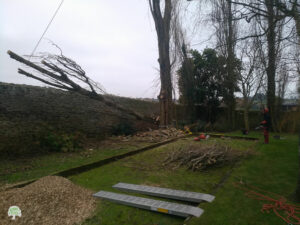 Dans un jardin particulier, à proximité d'un haut mur de pierres, une très grande branche d'un peuplier est en train d'être descendue de l'arbre. Sa chute semble retenue par un système de codes.
