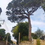 Un pin très haut et ne présentant aucune branche sur le bas du tronc dépasse la hauteur des fils électriques à la limite d'un jardin bordé par un mur