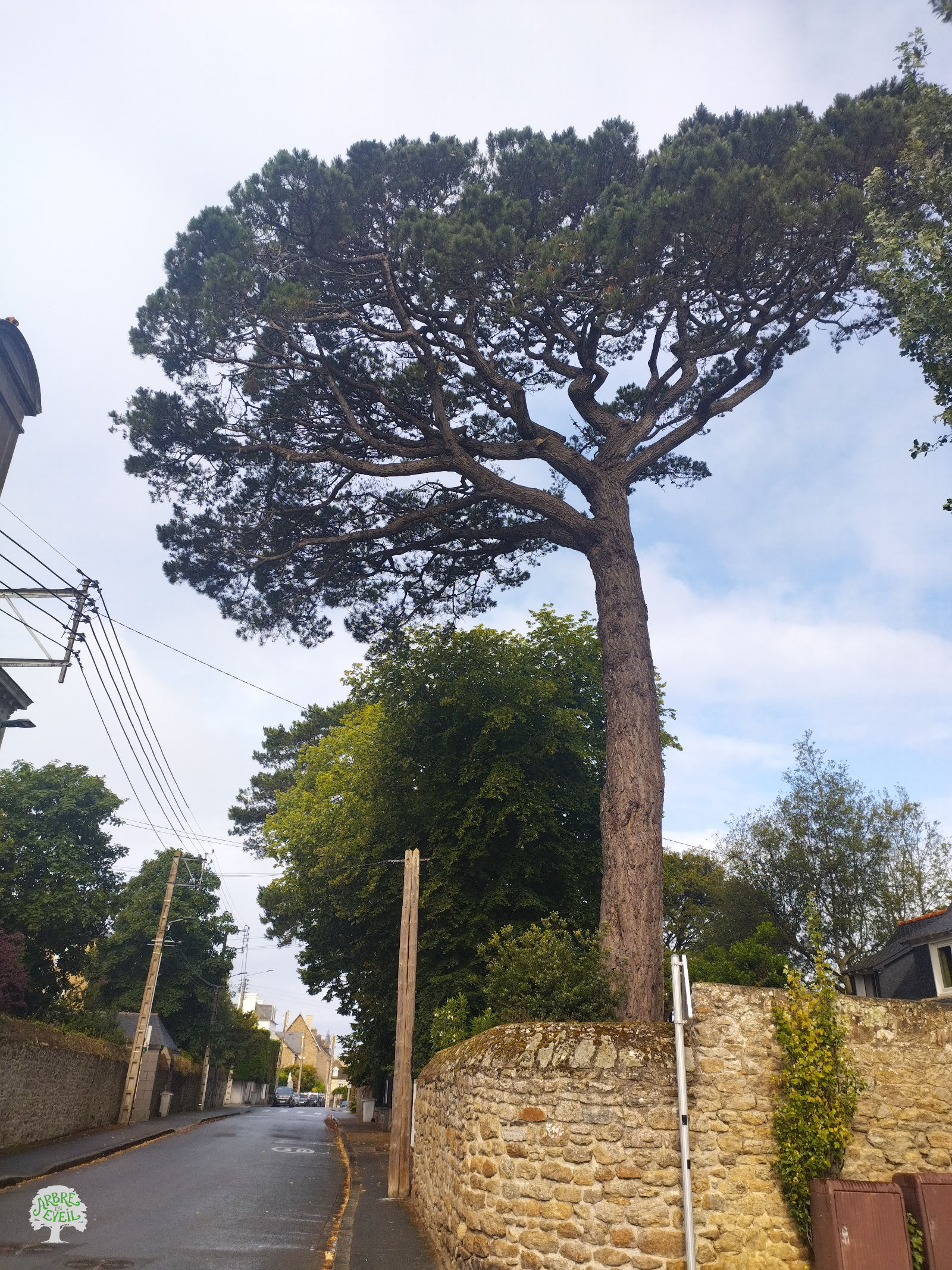 Un pin très haut et ne présentant aucune branche sur le bas du tronc dépasse la hauteur des fils électriques à la limite d'un jardin bordé par un mur