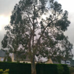 Un eucalyptus dans un jardin bordé d'une haie. La faible luminosité du ciel nuageux passe entre les branches. On distingue également les toitures des maisons avoisinantes