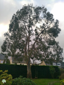 Un eucalyptus dans un jardin bordé d'une haie. La faible luminosité du ciel nuageux passe entre les branches. On distingue également les toitures des maisons avoisinantes