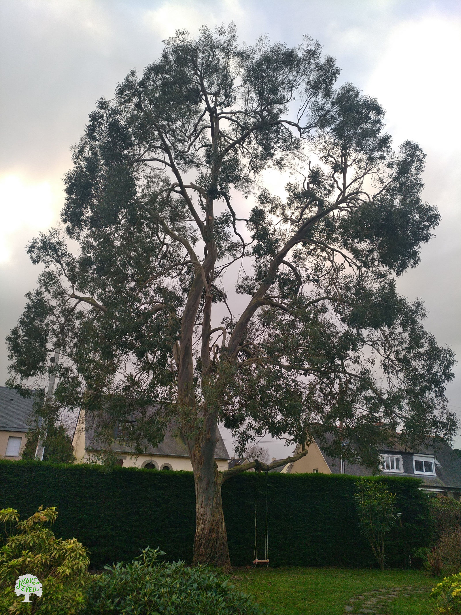 Un eucalyptus dans un jardin bordé d'une haie. La faible luminosité du ciel nuageux passe entre les branches. On distingue également les toitures des maisons avoisinantes