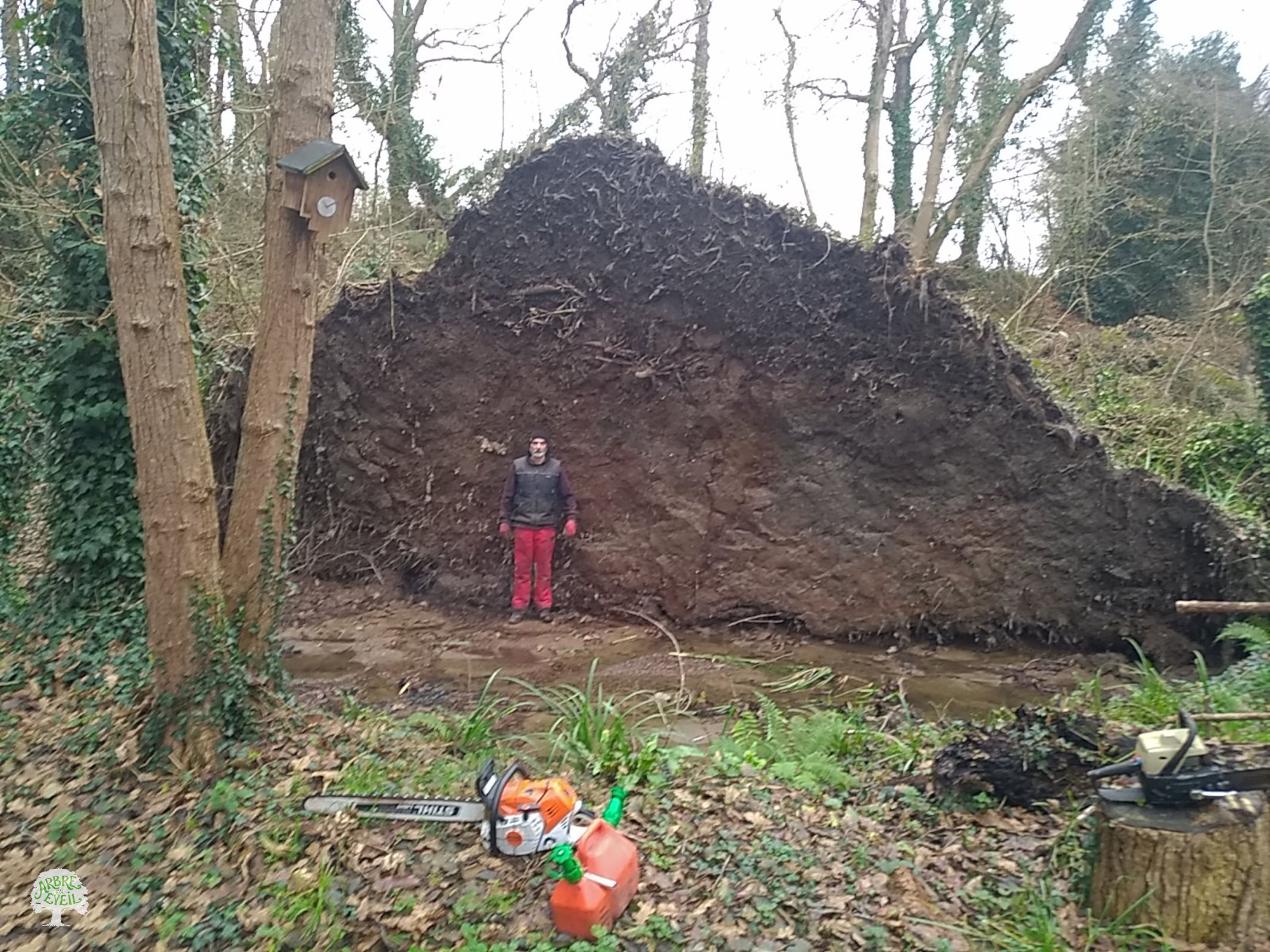 Dans ce qui semble être un bosquet, un homme se tient devant le système racinaire de plusieurs arbres qui sont couchés au sol. Le système racinaire, arraché au sol, fait plus de deux fois la hauteur de l'homme, on peut donc supposer qu'il dépasse les cinq mètres.